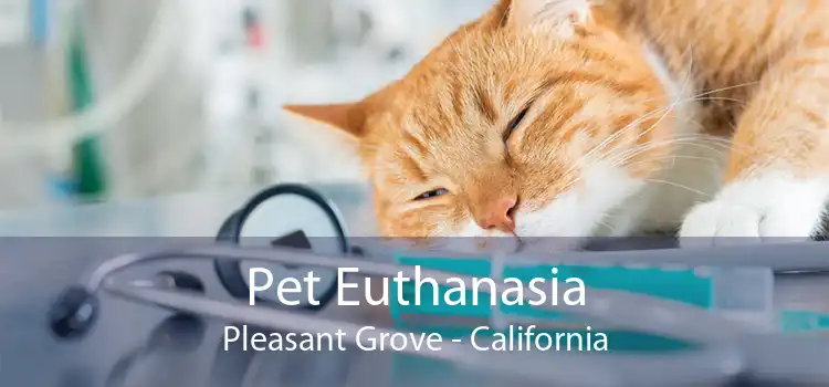 Pet Euthanasia Pleasant Grove - California