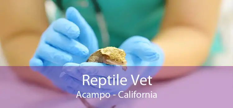 Reptile Vet Acampo - California