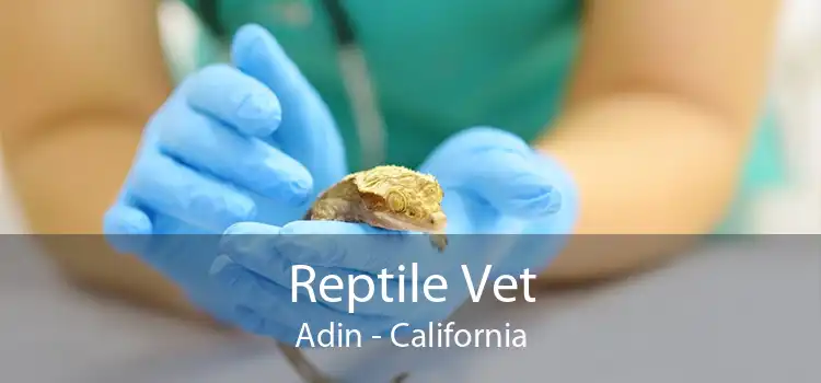 Reptile Vet Adin - California
