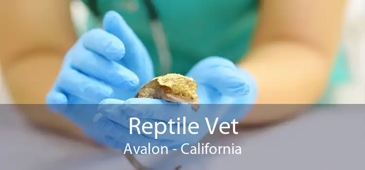 Reptile Vet Avalon - California