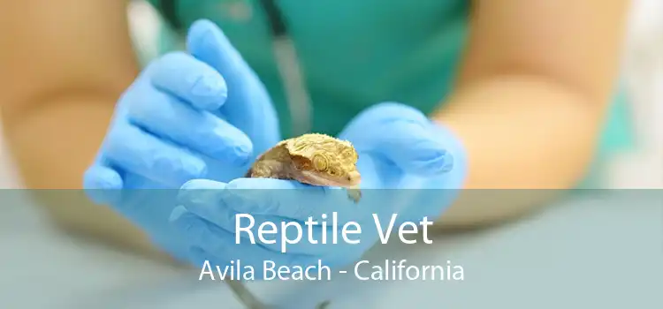 Reptile Vet Avila Beach - California