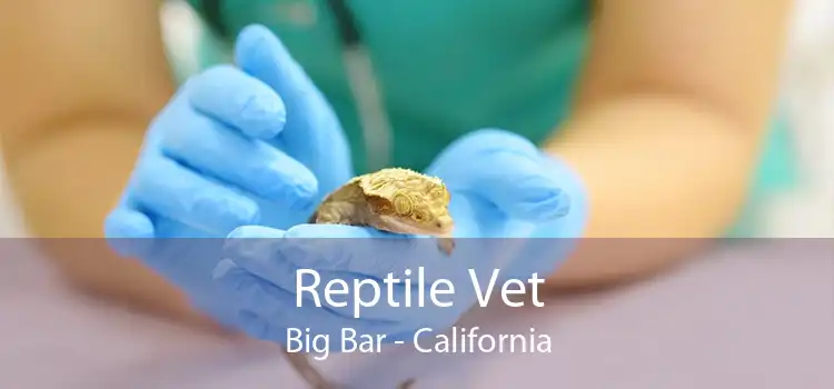 Reptile Vet Big Bar - California