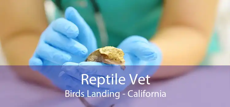 Reptile Vet Birds Landing - California