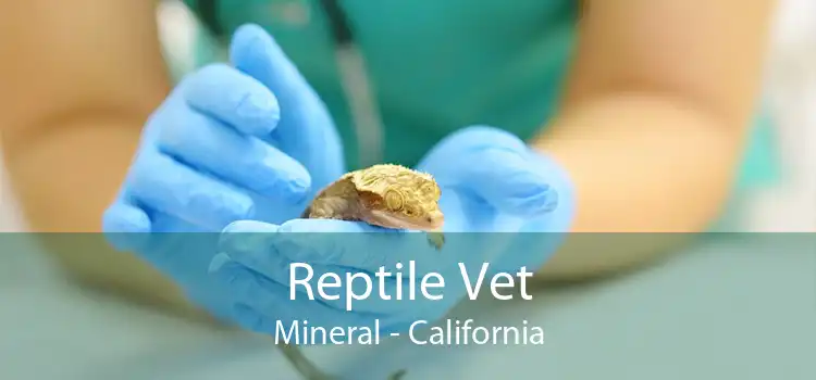 Reptile Vet Mineral - California