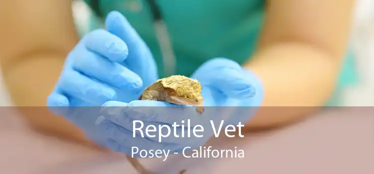 Reptile Vet Posey - California