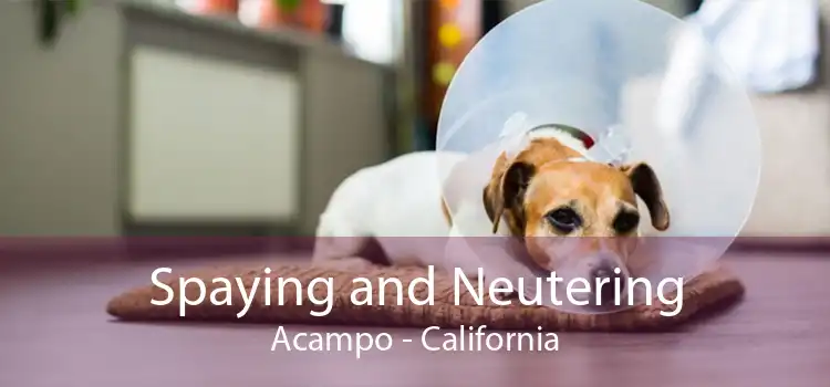 Spaying and Neutering Acampo - California