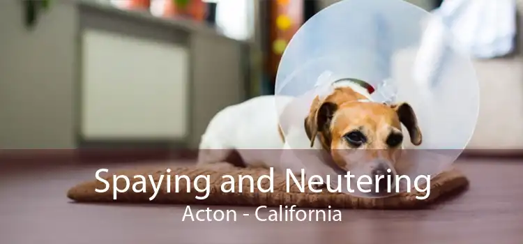 Spaying and Neutering Acton - California