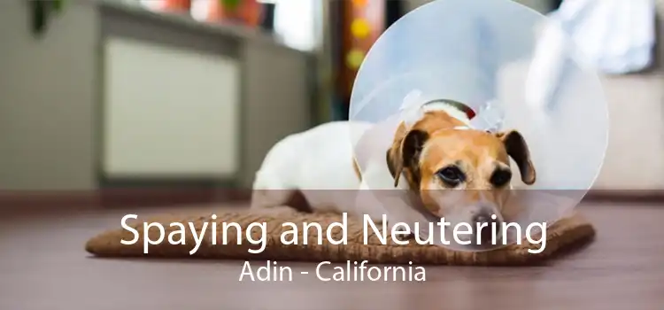 Spaying and Neutering Adin - California