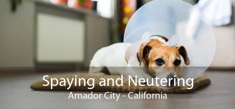 Spaying and Neutering Amador City - California