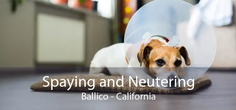 Spaying and Neutering Ballico - California