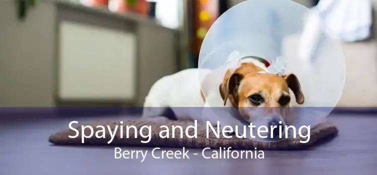 Spaying and Neutering Berry Creek - California