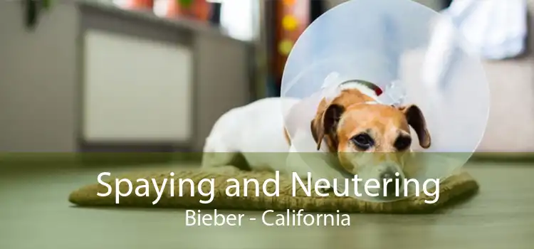 Spaying and Neutering Bieber - California