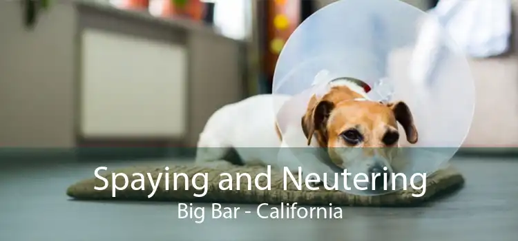 Spaying and Neutering Big Bar - California