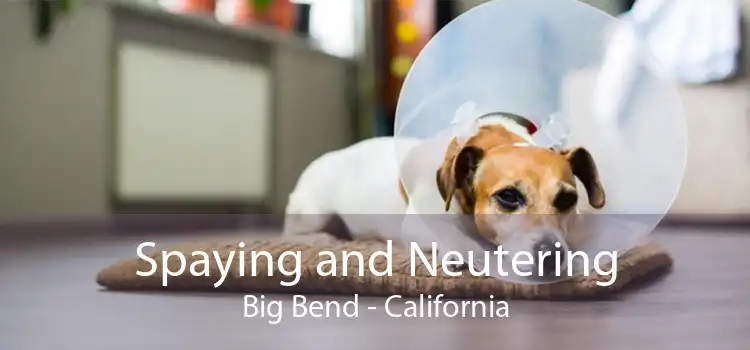 Spaying and Neutering Big Bend - California