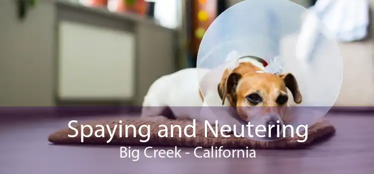Spaying and Neutering Big Creek - California