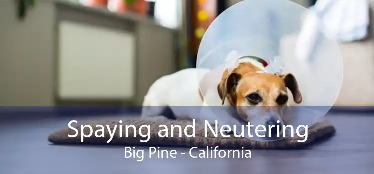 Spaying and Neutering Big Pine - California