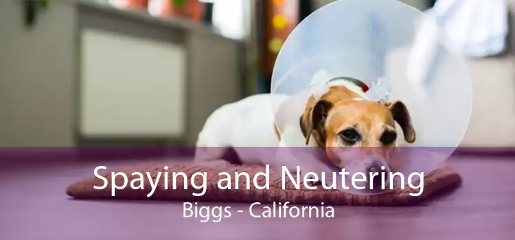Spaying and Neutering Biggs - California