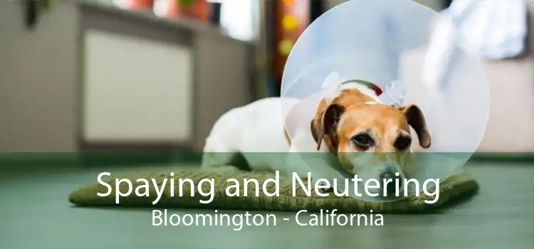 Spaying and Neutering Bloomington - California