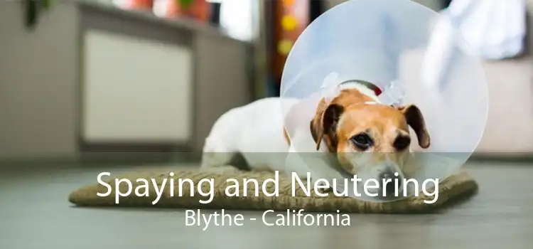 Spaying and Neutering Blythe - California