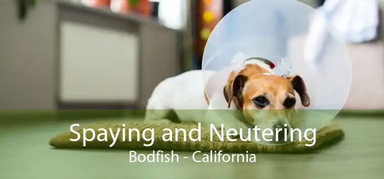 Spaying and Neutering Bodfish - California