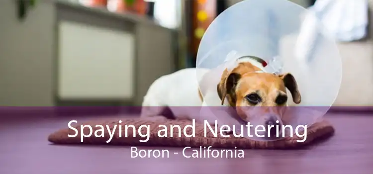 Spaying and Neutering Boron - California