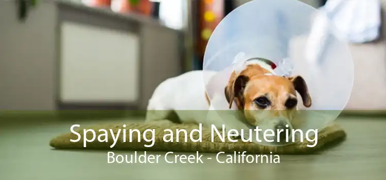 Spaying and Neutering Boulder Creek - California