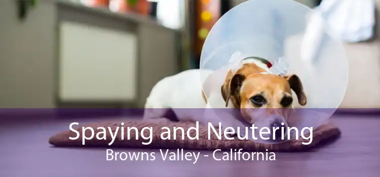 Spaying and Neutering Browns Valley - California