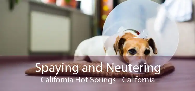 Spaying and Neutering California Hot Springs - California