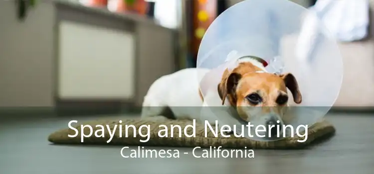 Spaying and Neutering Calimesa - California