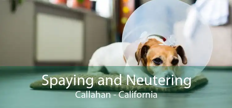 Spaying and Neutering Callahan - California
