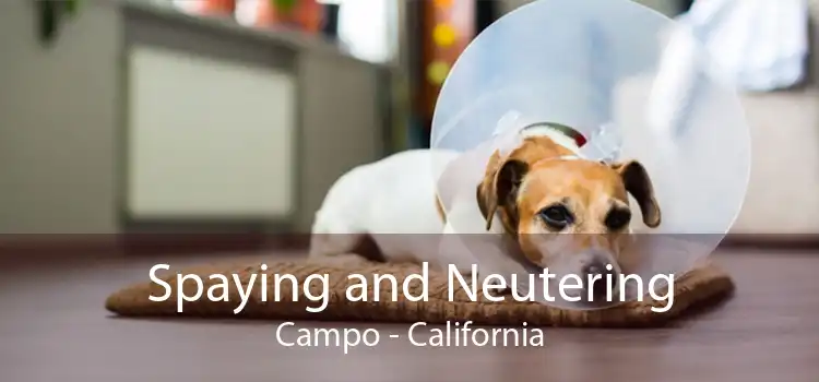 Spaying and Neutering Campo - California