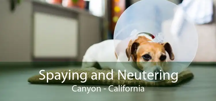 Spaying and Neutering Canyon - California