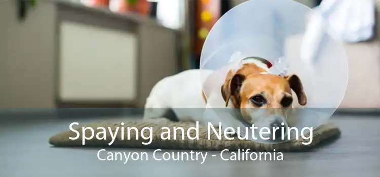 Spaying and Neutering Canyon Country - California