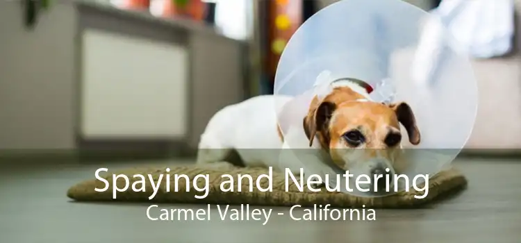 Spaying and Neutering Carmel Valley - California
