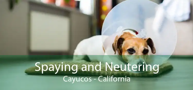 Spaying and Neutering Cayucos - California