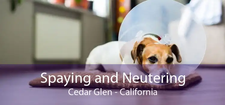 Spaying and Neutering Cedar Glen - California