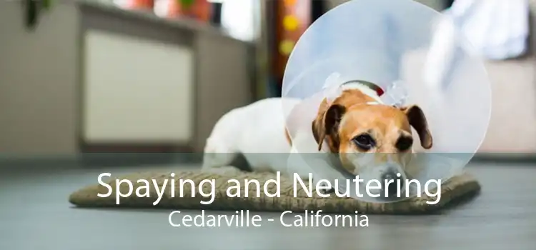 Spaying and Neutering Cedarville - California
