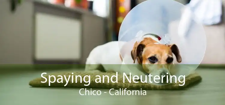 Spaying and Neutering Chico - California