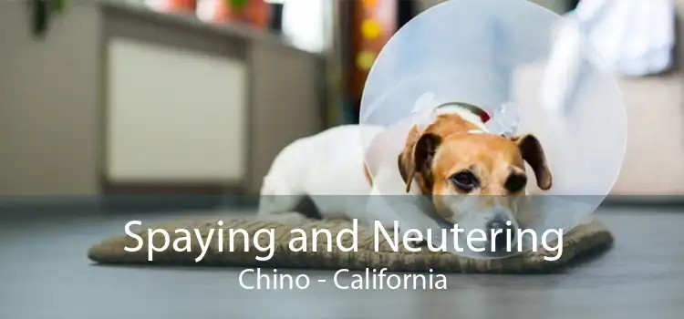 Spaying and Neutering Chino - California