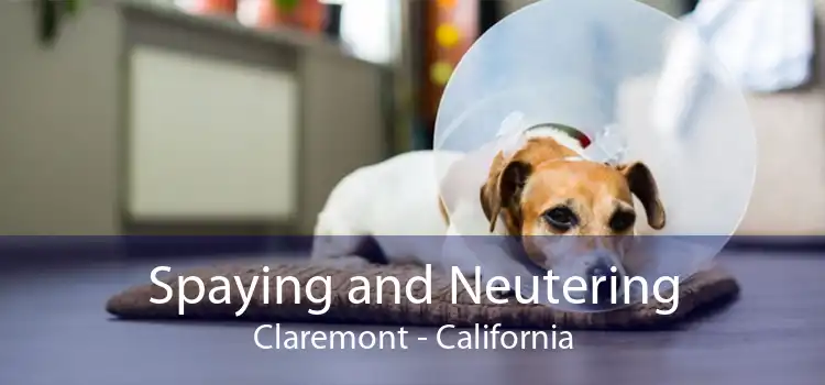 Spaying and Neutering Claremont - California
