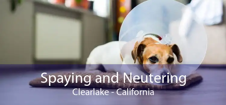 Spaying and Neutering Clearlake - California