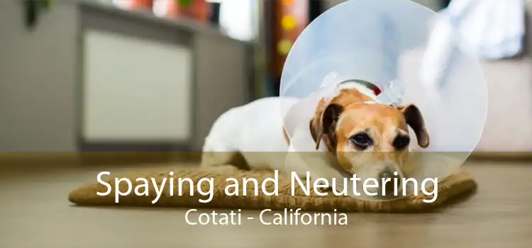 Spaying and Neutering Cotati - California