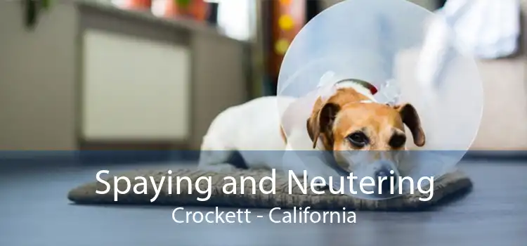 Spaying and Neutering Crockett - California