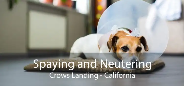 Spaying and Neutering Crows Landing - California