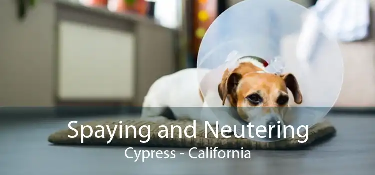 Spaying and Neutering Cypress - California