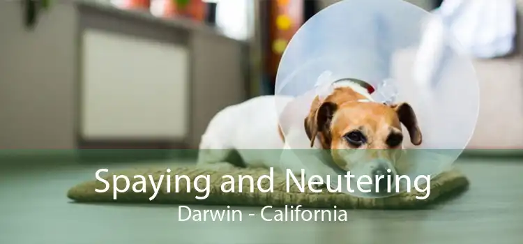 Spaying and Neutering Darwin - California