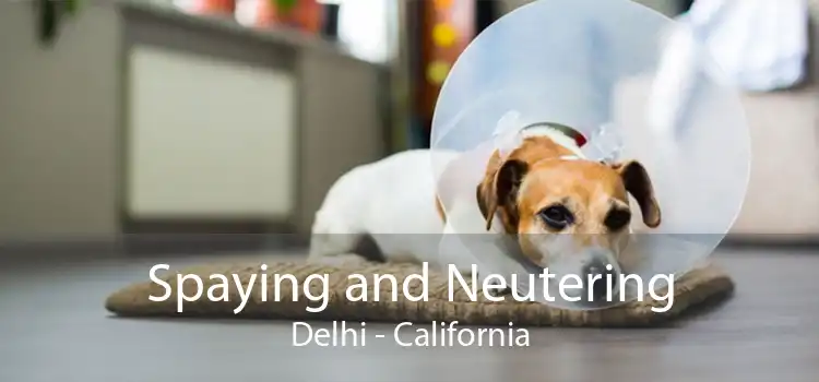 Spaying and Neutering Delhi - California
