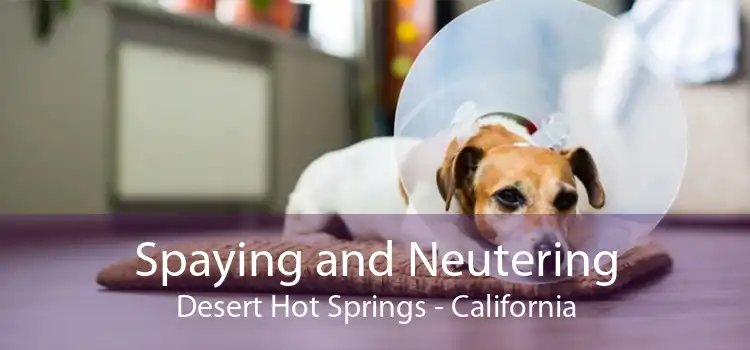 Spaying and Neutering Desert Hot Springs - California