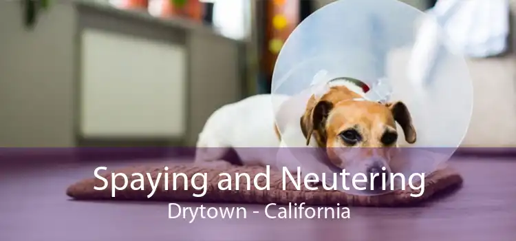 Spaying and Neutering Drytown - California