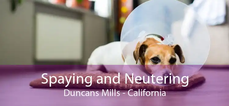 Spaying and Neutering Duncans Mills - California